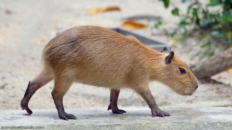  Capibara