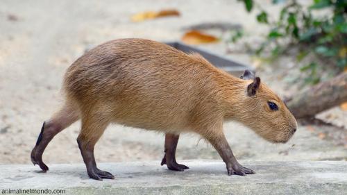 Capibara