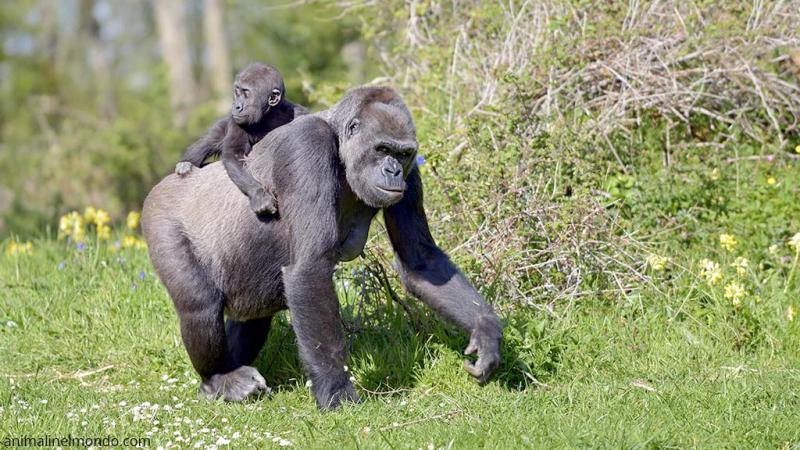  Gorilla
