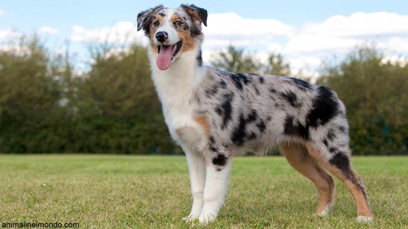 Cane Australian Shepherd
