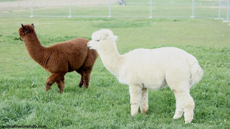  Alpaca