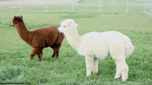  Alpaca