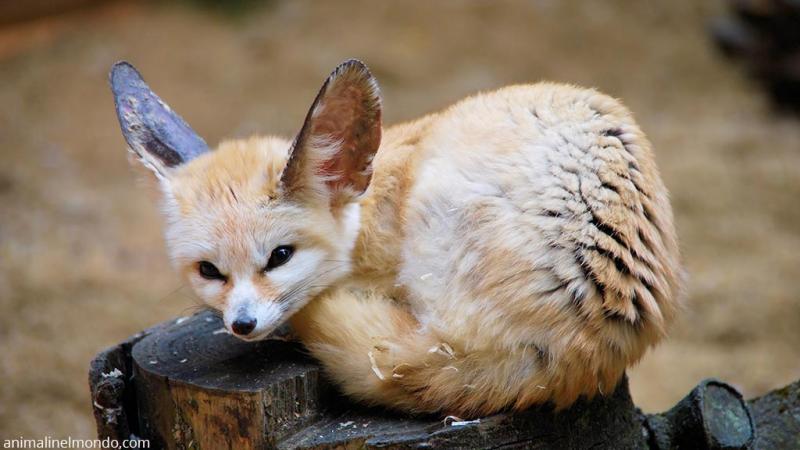  Fennec