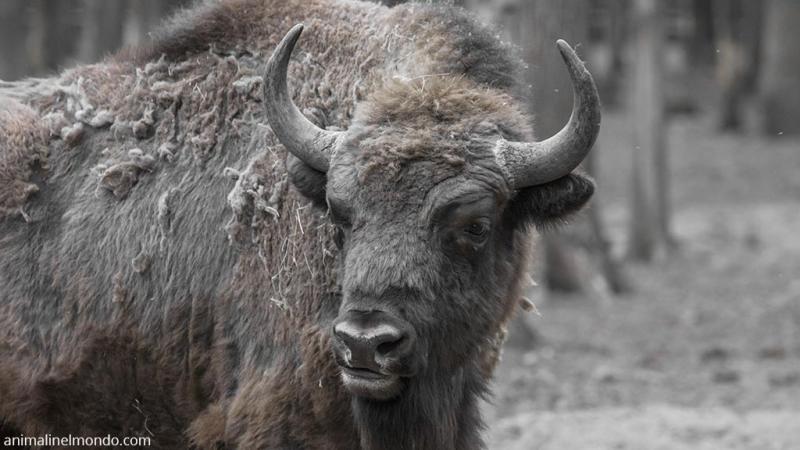  Bisonte Europeo