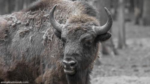 Bisonte Europeo