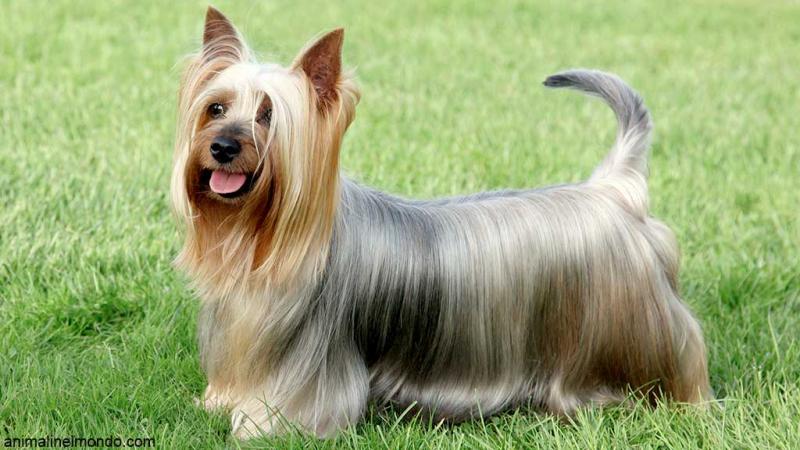  Cane Australian Silky Terrier