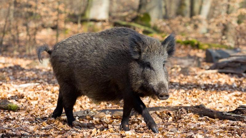  Cinghiale