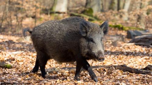 Cinghiale