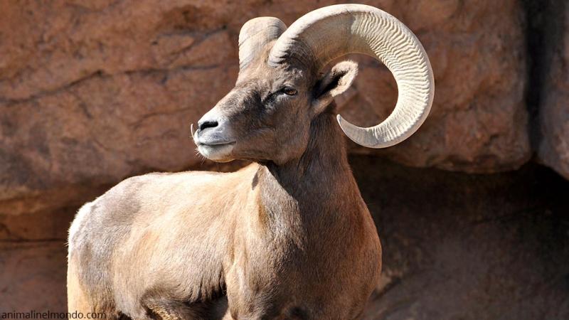  Bighorn o pecora delle montagne rocciose