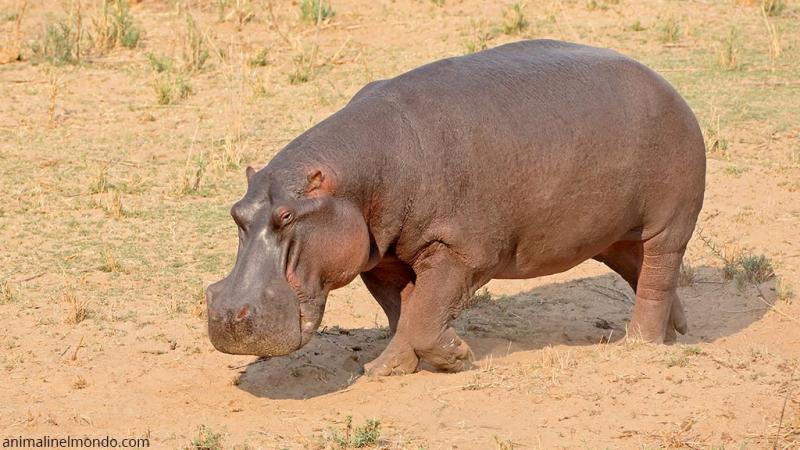  Ippopotamo
