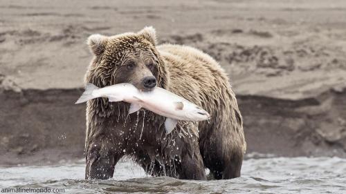  Orso grigio o Grizzly