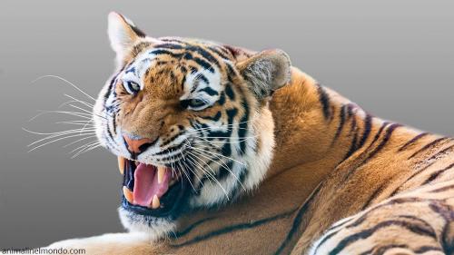  Tigre
