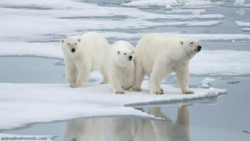  Orso Bianco o Polare