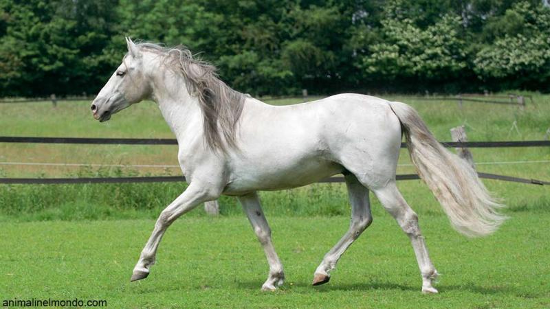  Andaluso