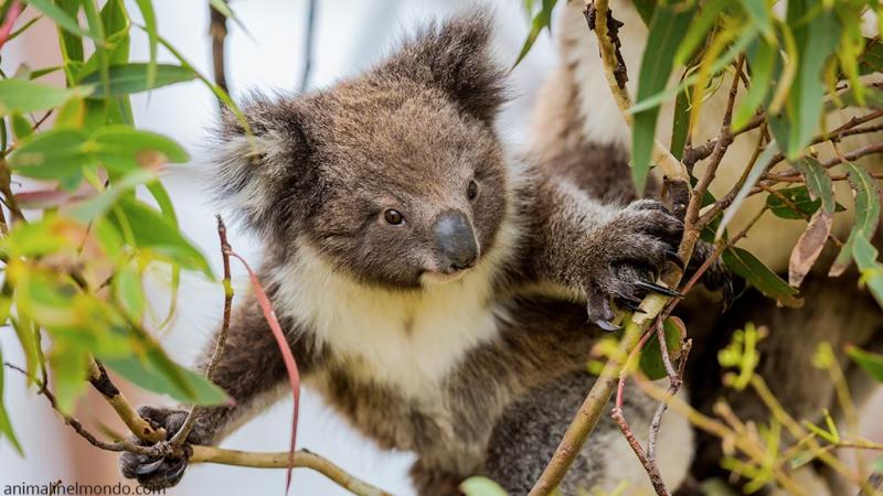  Koala