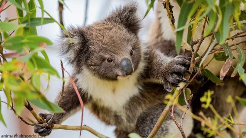  Koala