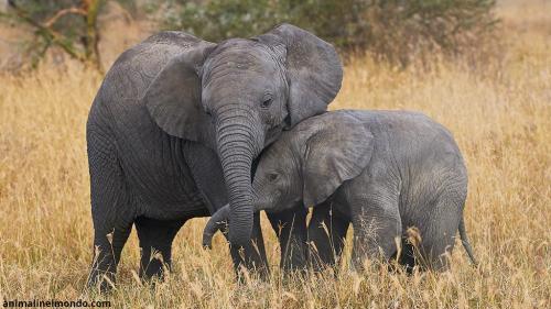 Elefante