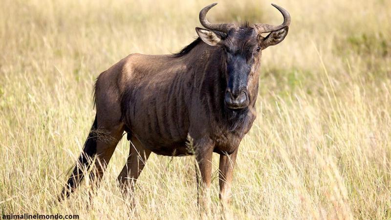  Gnu striato