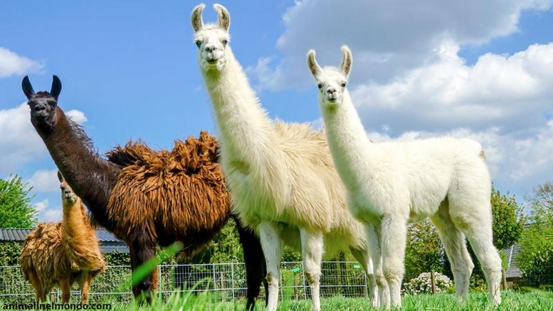  Lama