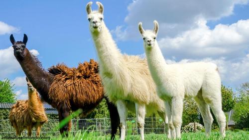 Lama