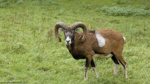  Muflone