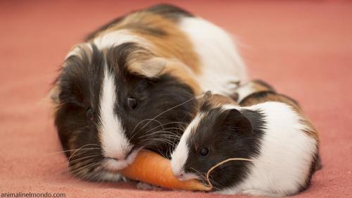  Cavia o Porcellino d'India