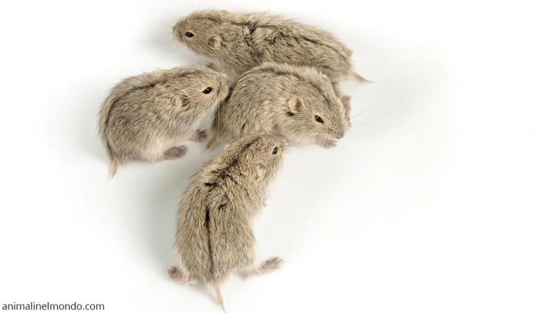  Steppenlemming
