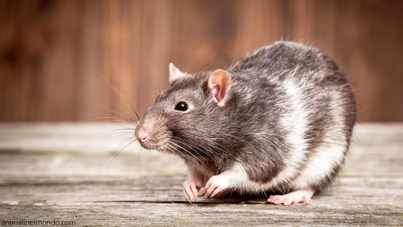  Ratto domestico
