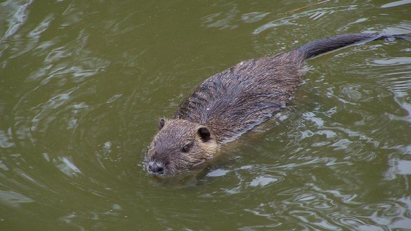  Nutria