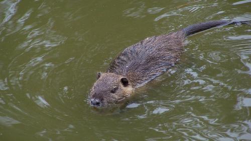  Nutria