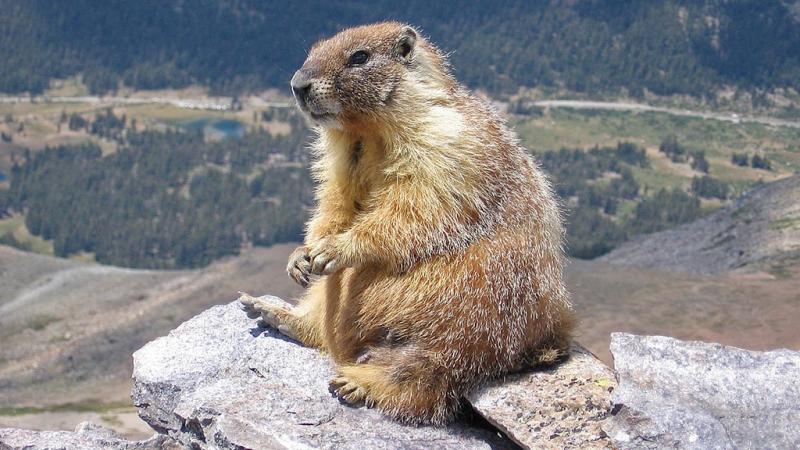  Marmotta