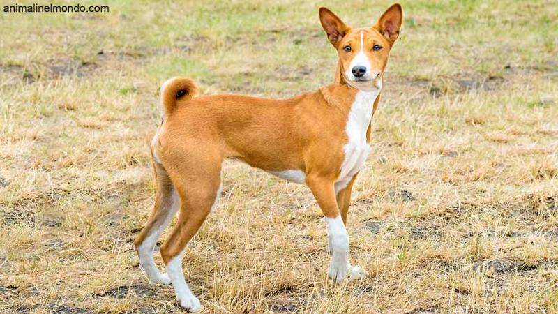  Cane Basenji