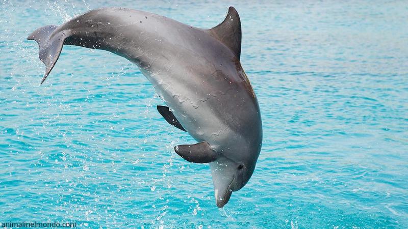  Delfino Tursiope