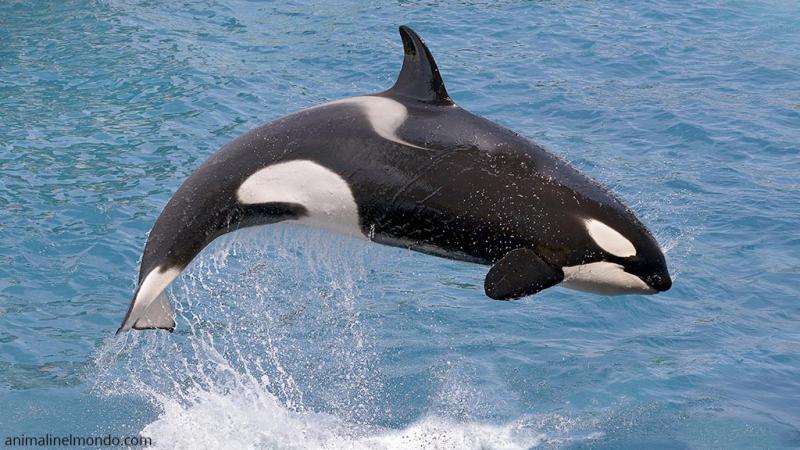  Orca