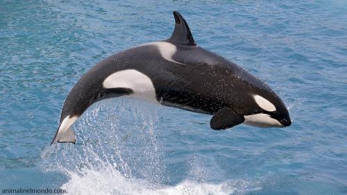  Orca