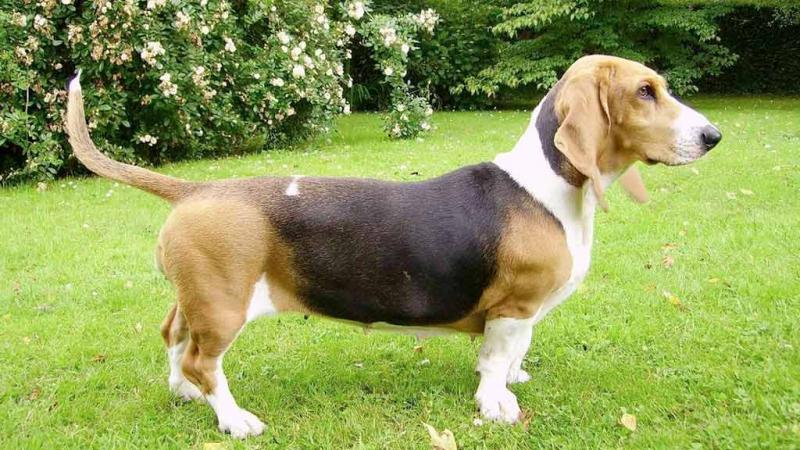  Cane Basset Artésien Normand