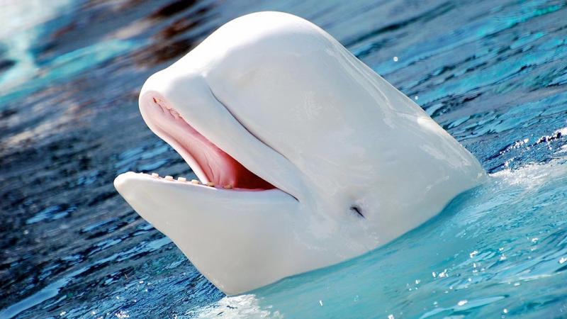  Beluga