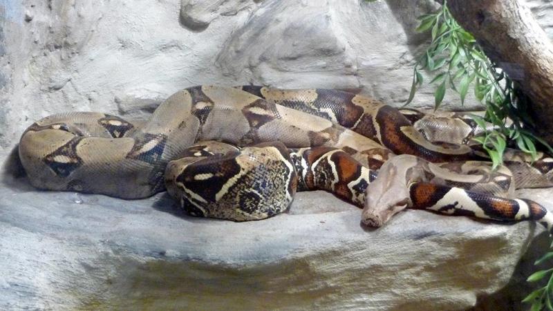  Boa costrictor