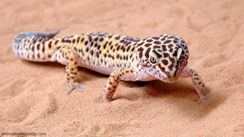  Geco Leopardino