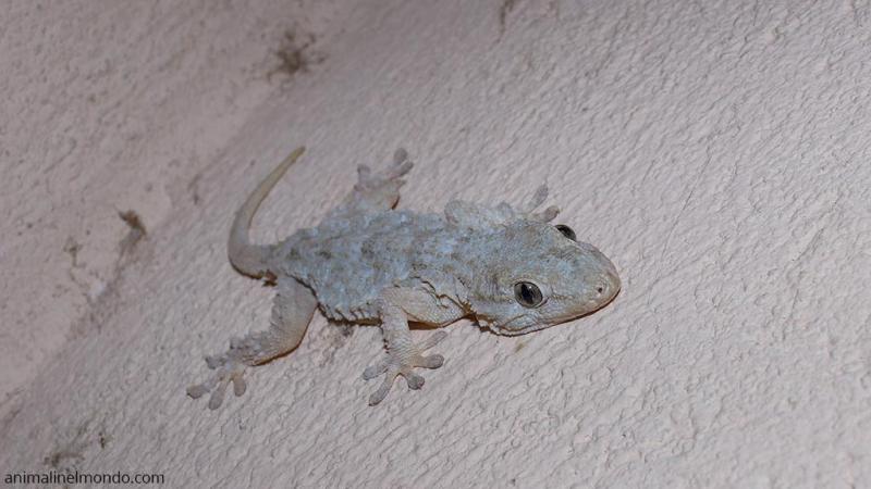  Tarentola Mauritanica
