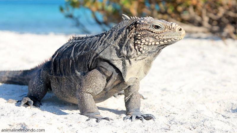  Iguana