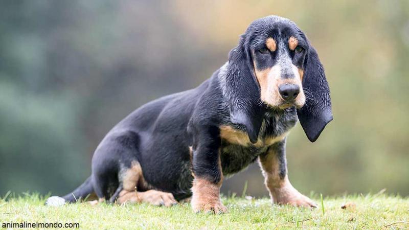  Cane Basset Bleu de Gascogne