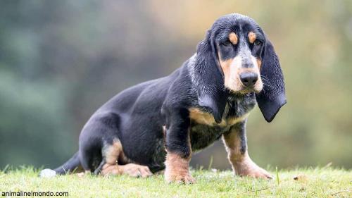  Cane Basset Bleu de Gascogne