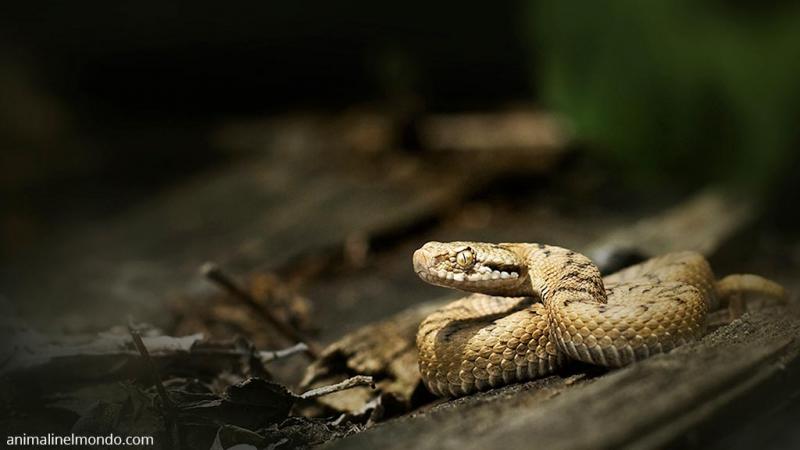  Vipera