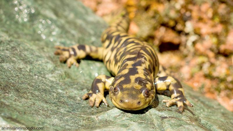  Ambystoma