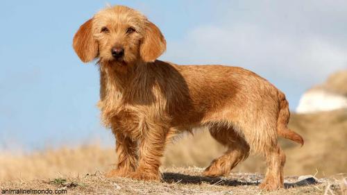  Cane Basset Fauve de Bretagne