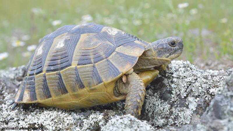  Tartaruga terrestre