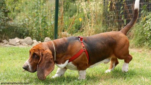  Cane Bassethound
