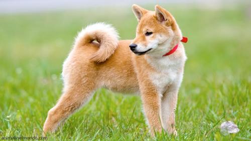 Cane Shiba-Inu