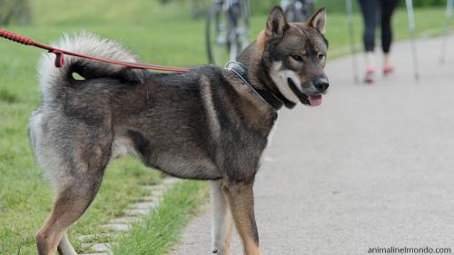  Cane Shikoku